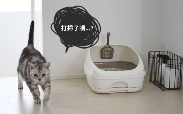 貓咪在棉被尿尿的原因與應對 吸貓上癮