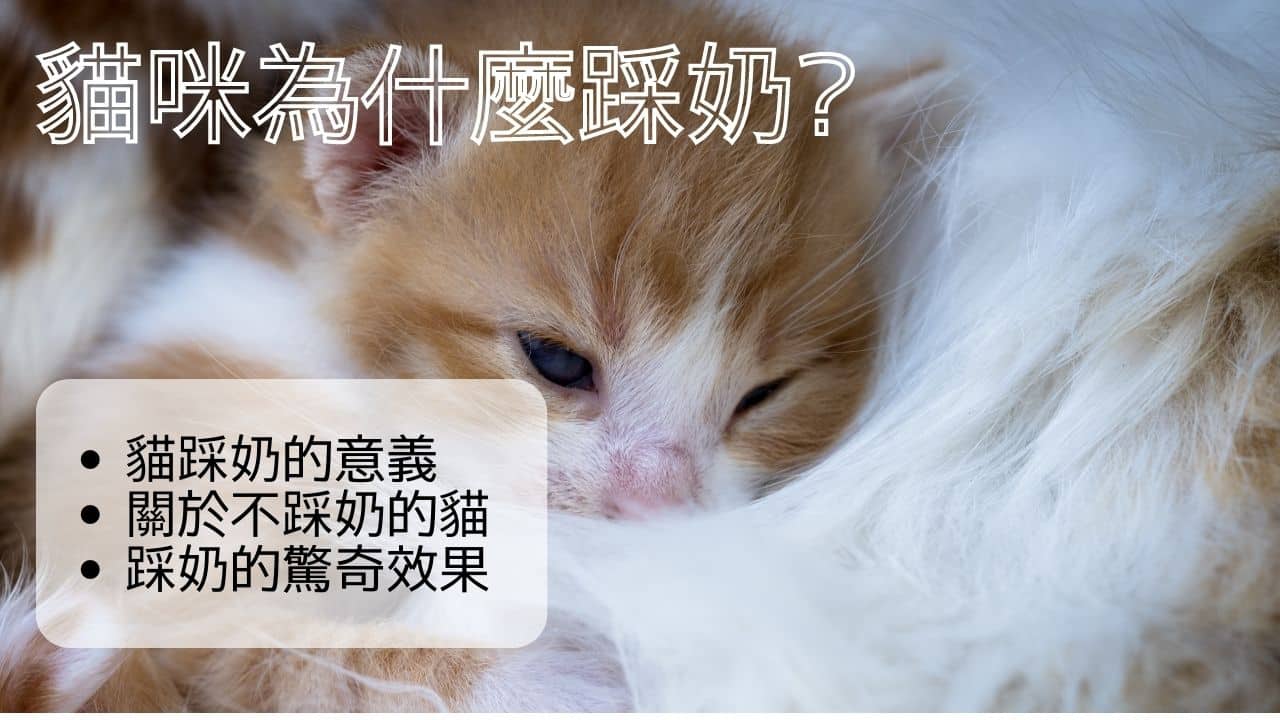 貓出現用腳踩奶的行為是因為愛情的展現?不同的狀況下想表現的意思是? | 吸貓上癮