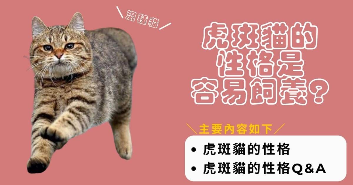 混種貓虎斑貓的性格是容易飼養的貓?虎斑貓的特徵・斑紋之間的差異・分辨方法