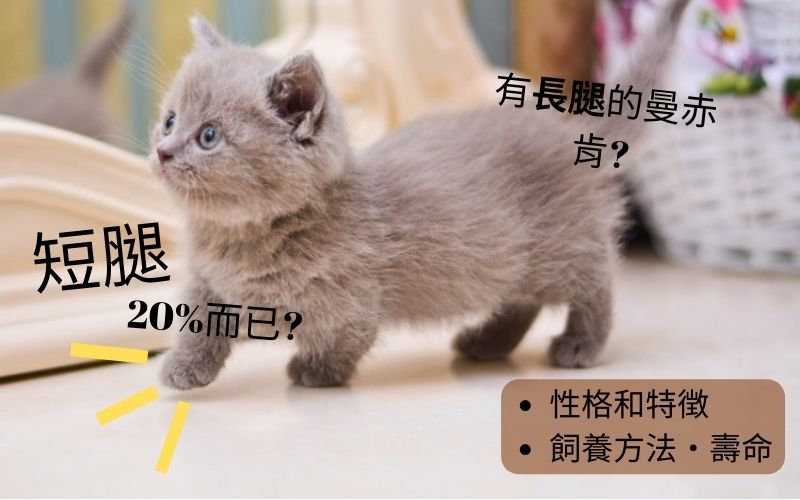 關於曼赤肯貓的飼養方法?特徴和性格、疾病和壽命等彙整