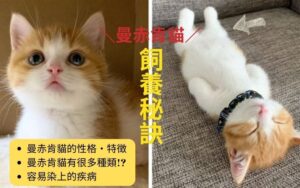 關於茶虎貓的特徵和種類 性格 飼養要點 容易染上的疾病 吸貓上癮