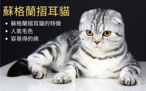 關於茶虎貓的特徵和種類 性格 飼養要點 容易染上的疾病 吸貓上癮
