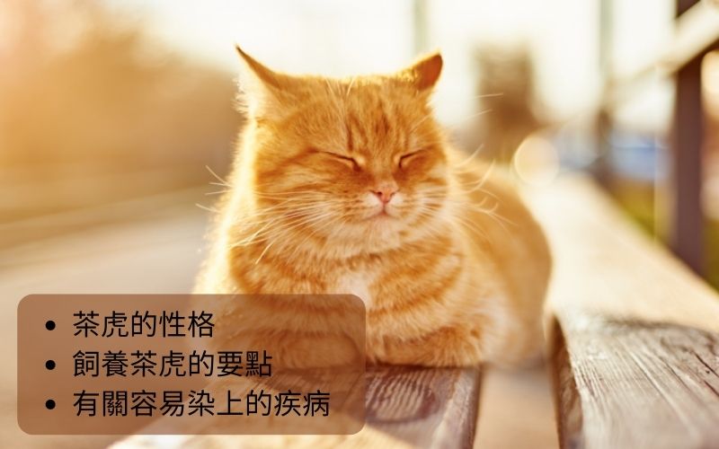 關於茶虎貓的特徵和種類・性格・飼養要點、容易染上的疾病。
