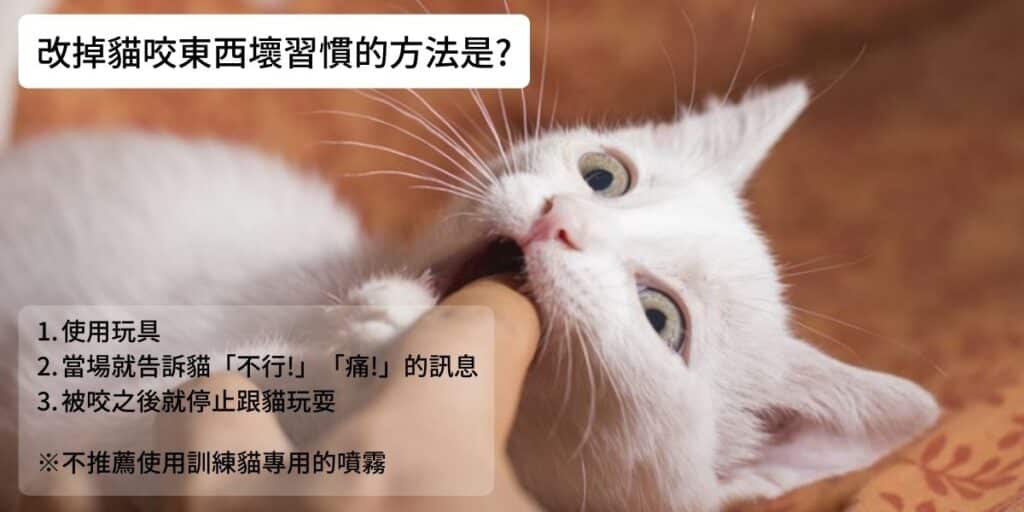 改掉貓咬東西壞習慣的方法是?