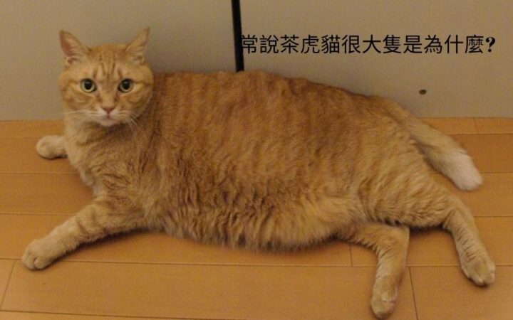 常說茶虎貓很大隻是為什麼?