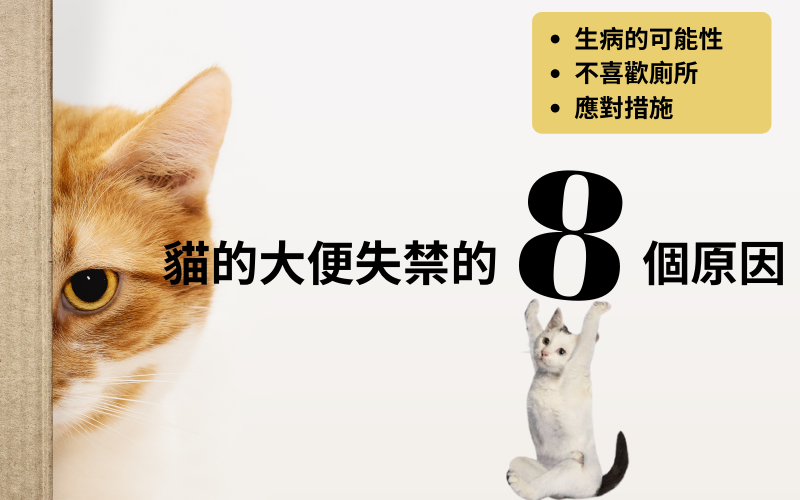貓在貓砂盆以外的地方大便失禁的8個原因及應對措施