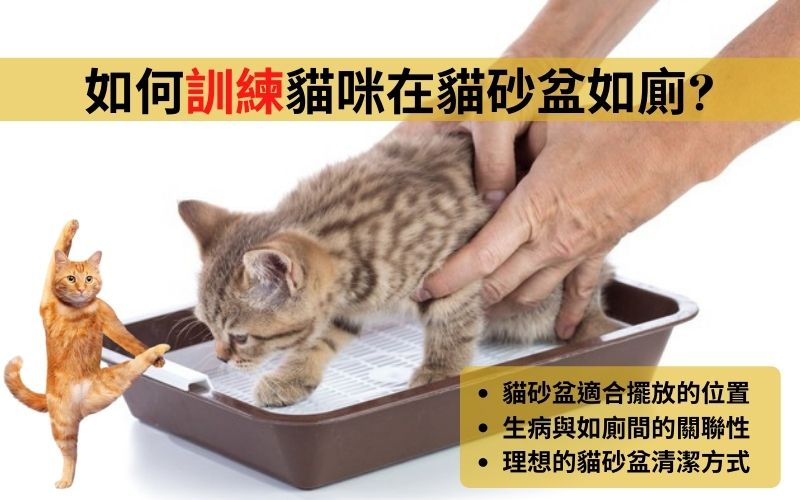 如何訓練貓咪在貓砂盆如廁?在貓砂盆以外的地方大小便的原因與應對