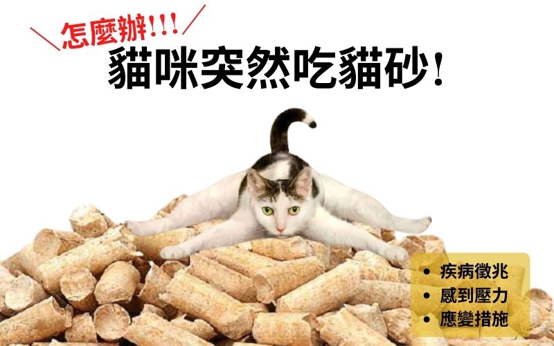 貓咪突然吃貓砂!貓咪為什麼會吃貓砂的原因以及應變措施