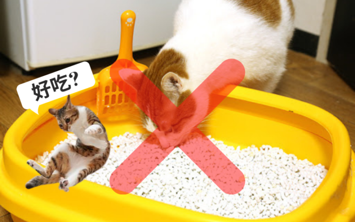 為什麼會吃貓砂?
