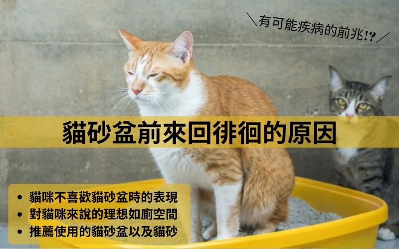 【貓砂盆前來回徘徊的原因】貓咪生病了!?不喜歡貓砂盆時的行為和表現