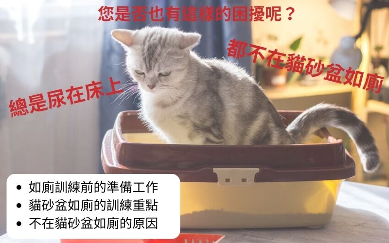 如何訓練貓咪使用貓砂盆?不在貓砂盆如廁的原因與對策
