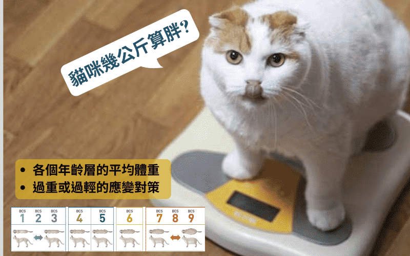 貓咪幾公斤算胖?【年齡別】貓咪的理想體重以及過胖、過輕的應變對策