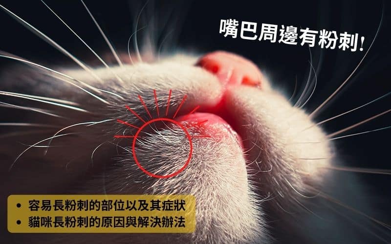 嘴巴周邊有粉刺!貓咪粉刺症的原因、處理方式以及預防方法