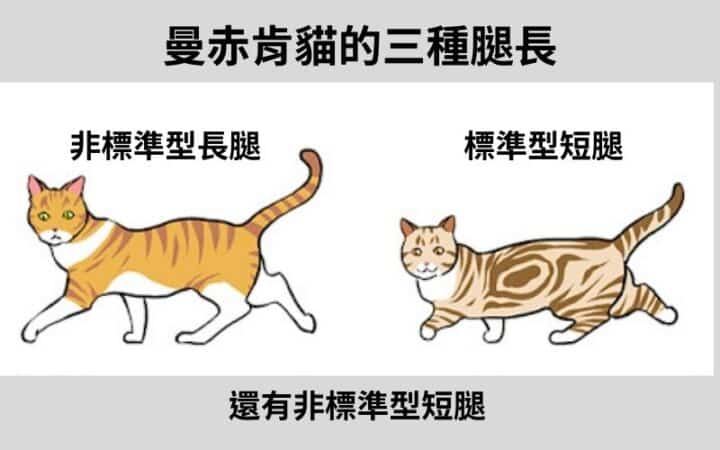 曼赤肯貓的個性與特徵?人氣毛色與容易罹患的疾病