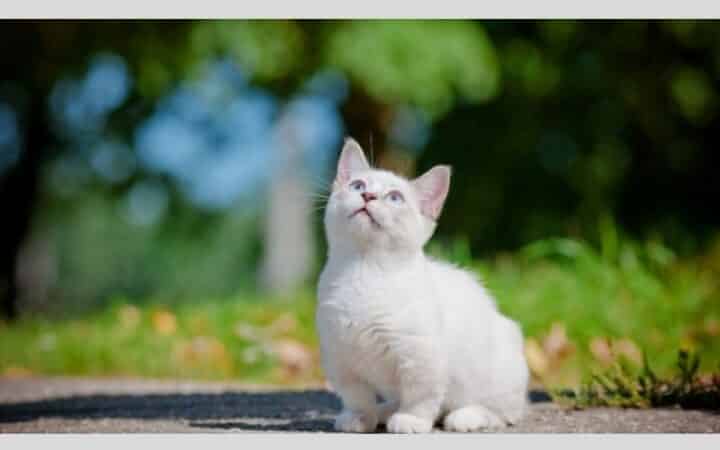 曼赤肯貓的個性與特徵?人氣毛色與容易罹患的疾病