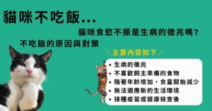 貓咪的眼睛不太對勁 貓咪眼睛睜不開的話可能結膜炎症狀 預防與治療費用