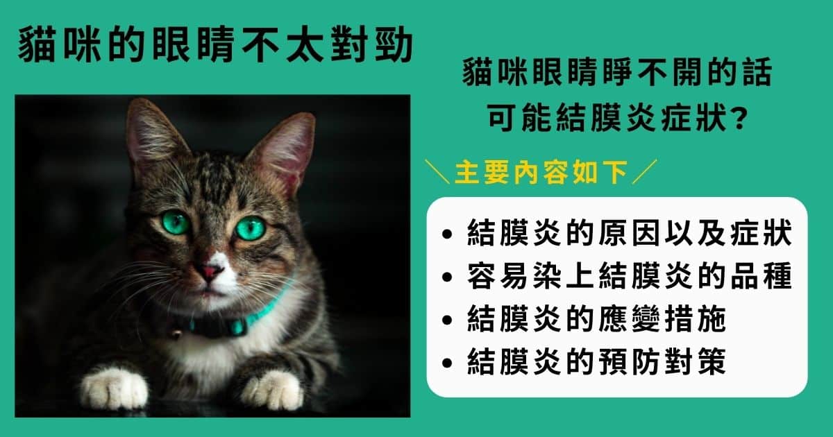 貓咪的眼睛不太對勁?貓咪眼睛睜不開的話可能結膜炎症狀?預防與治療費用