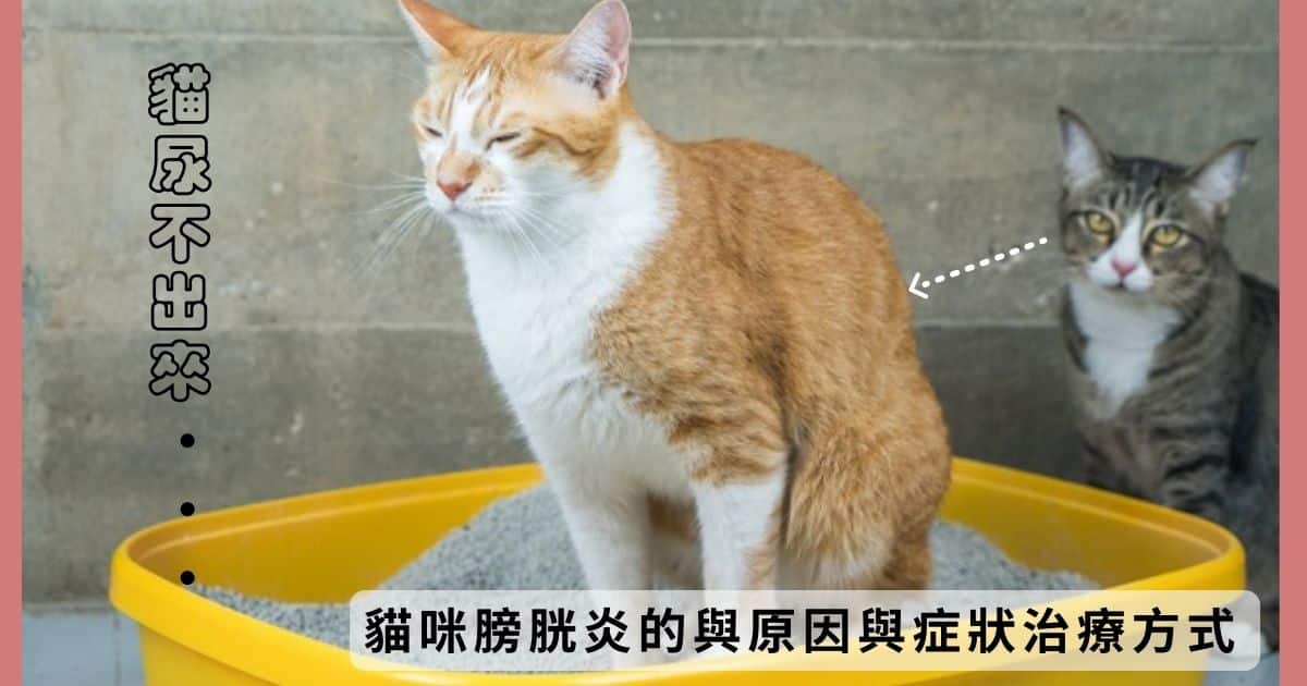 貓尿不出來…貓咪也會得膀胱炎!?如何判斷、症狀以及治療方式